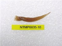 藏品(小骨鰧)的圖片